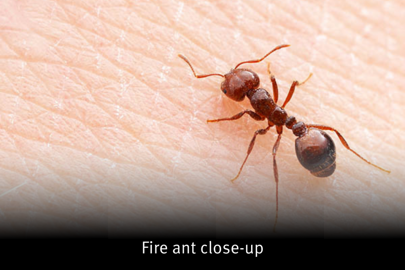 fire ant close-up