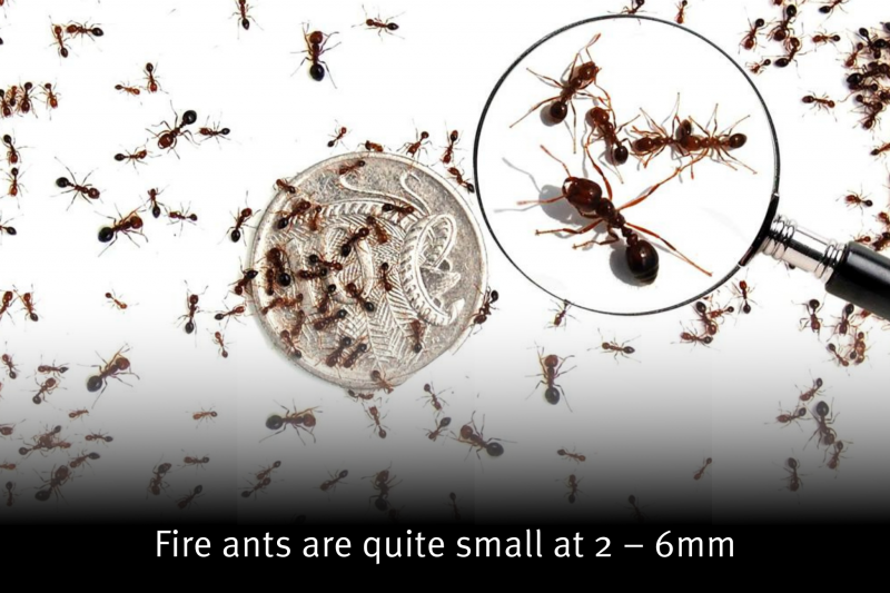 fire ants are quite small